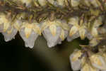 Mountain fetterbush